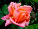 École d'Ecully® rose photo