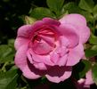 Pinktopia rose photo