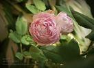Marguerite de Roman rose photo