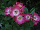Giesebrecht rose photo