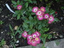 Giesebrecht rose photo