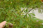 R. stellata rose photo