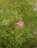 R. stellata rose photo