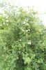 R. stellata rose photo