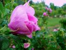 Le Cid rose photo