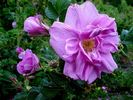 Le Cid rose photo