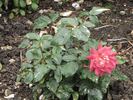 Curiosity rose photo