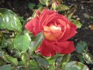 Curiosity rose photo