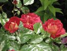 Curiosity rose photo