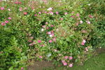 Sourire d'Antan rose photo