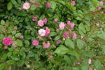 Sourire d'Antan rose photo