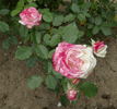 Jupiter rose photo