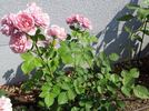Anke rose photo