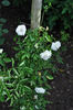 Eva Teschendorff, Cl. rose photo