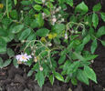 Hakeburg rose photo