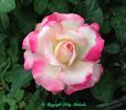 Sandy's Pick rose photo