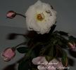 Diamond ™ rose photo