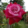 Albert Poyet ®, Cl. rose photo
