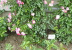 Rosenreigen rose photo