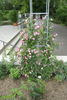 Rosenreigen rose photo
