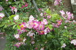 Rosenreigen rose photo