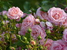 Saremo ® rose photo