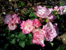 Rosella rose photo