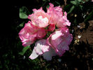 Rosella rose photo