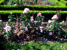 Rosella rose photo