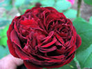 Africa Rose rose photo
