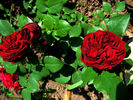 Africa Rose rose photo