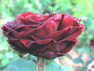 Africa Rose rose photo