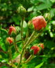 Little Dorrit rose photo