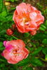 Little Dorrit rose photo