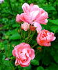 Little Dorrit rose photo