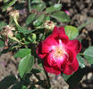 Indica purpurea rose photo