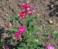 Indica purpurea rose photo