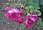 Comte de Bobrinsky rose photo