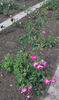 Comte de Bobrinsky rose photo