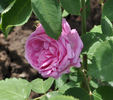 L'Ouche rose photo