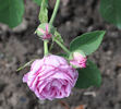 L'Ouche rose photo