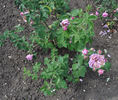 L'Ouche rose photo