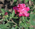 Alice Hoffmann rose photo