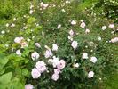Double Pink rose photo