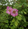R. sweginzowii rose photo