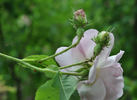 Bifera italica rose photo