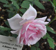 Countess of Derby rose photo