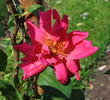 Elvira Aramayo, Cl. rose photo