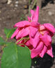 Elvira Aramayo, Cl. rose photo