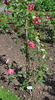 Elvira Aramayo, Cl. rose photo